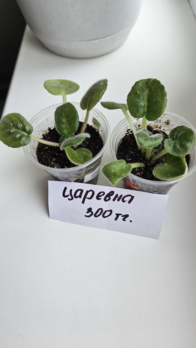 Продам фиалки сортовые