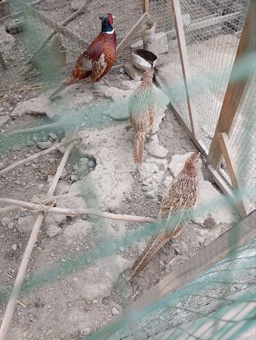 Qirgovul tuxumlari sotiladi