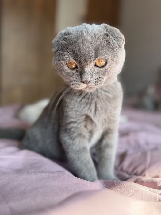 Шотландски котета