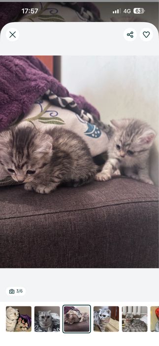 Чысты кошки шотландскы