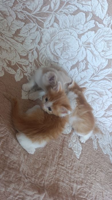 Отдам котят в добрые руки