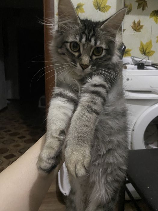 Отдам котенка в добрые руки