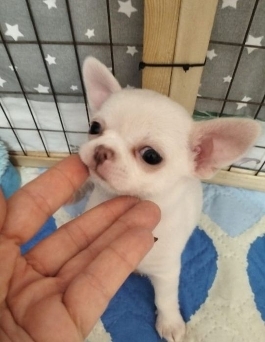 Продам щенка Чихуа́хуа