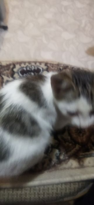 Котята в добрые руки.