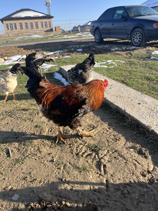 Қораз сатылады Петух