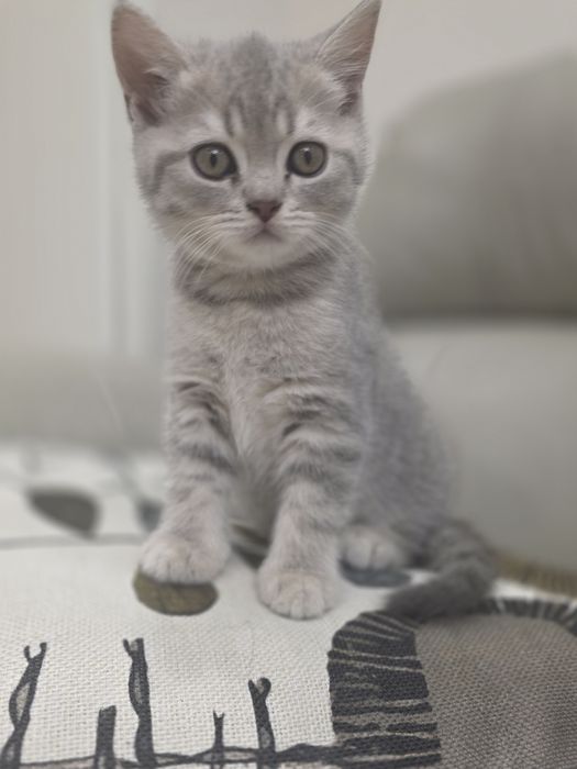 Продаётся котёнок скоттиш