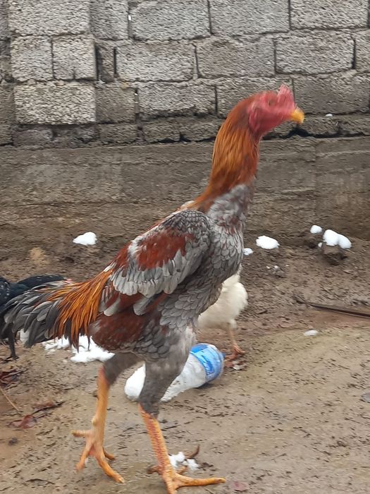 Зотор хорошо сотилади