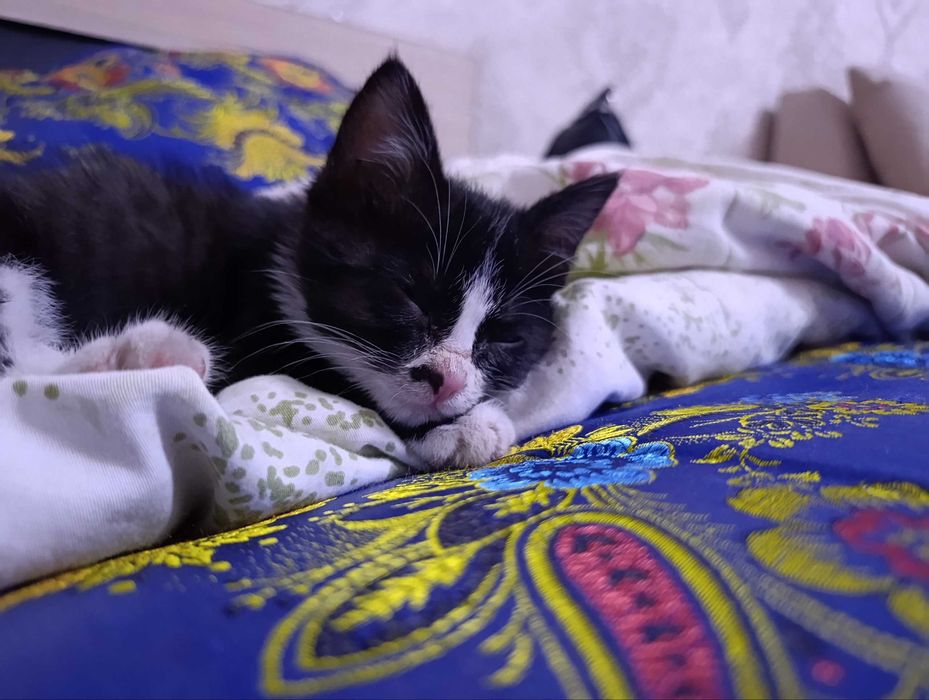 Отдам котёнка в хорошие руки мальчик