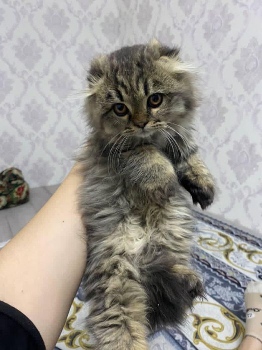 Мушук сотилади 3 ойли