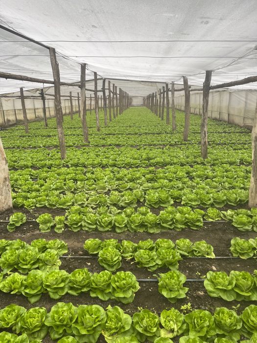 Salată Centore proaspătă – Direct de la producător!