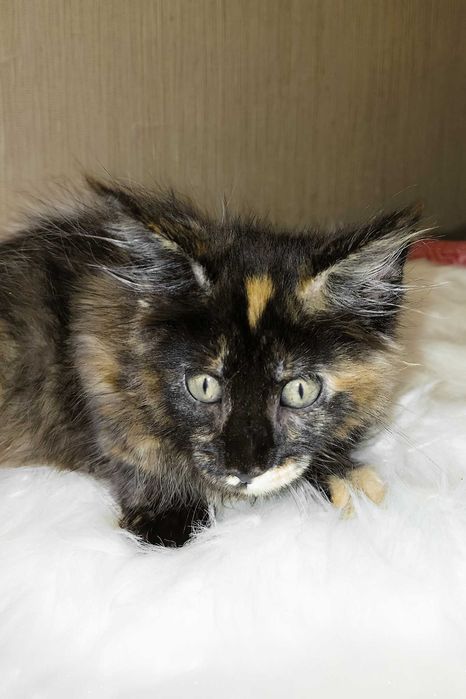 SHANEL – Fetiță Maine Coon Tortie | 3 luni | Pedigree | www.lynxrunecode.com