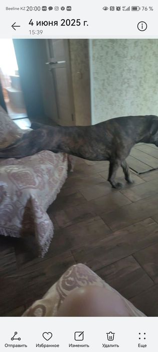 Нужна  девочка  для вязки Кане Корсо