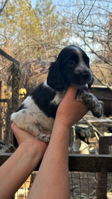 Русский спаниель