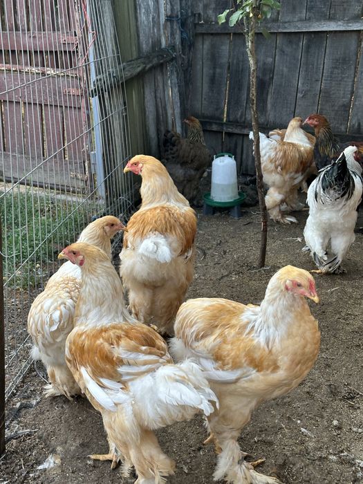 Disponibile perechi brahma potarnichiu si lemon