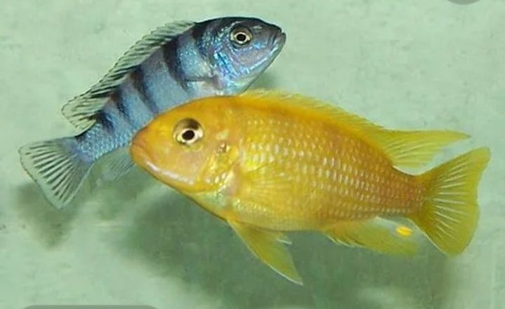 Псевдотрофеус ломбардо