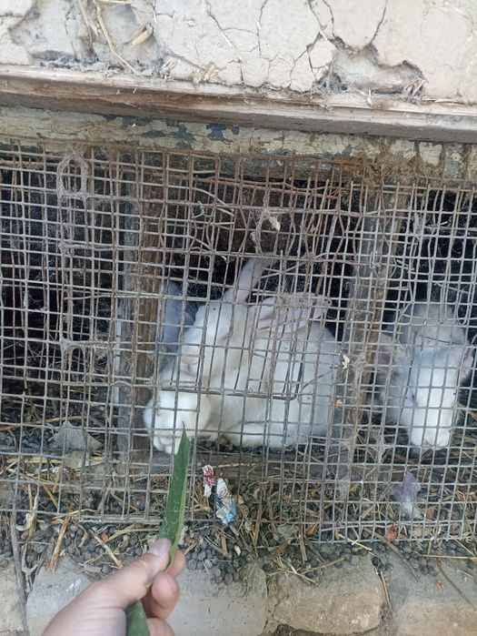 Quyonlar oppoq harxil