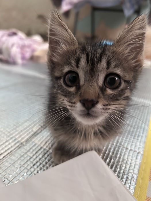 Отдам котят бесплатно