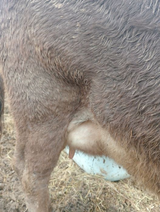 Буаз сутты сиырлар