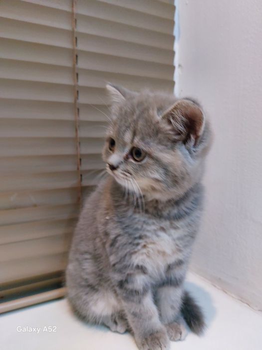 Продаю котёнка домашни