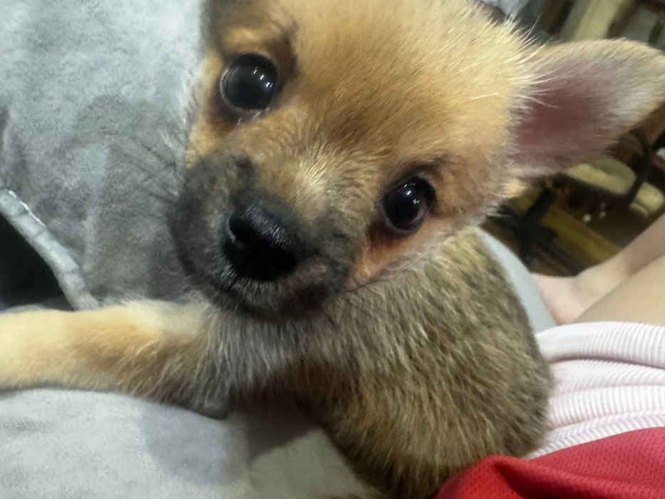 Продам ласкогого мальчика щенка