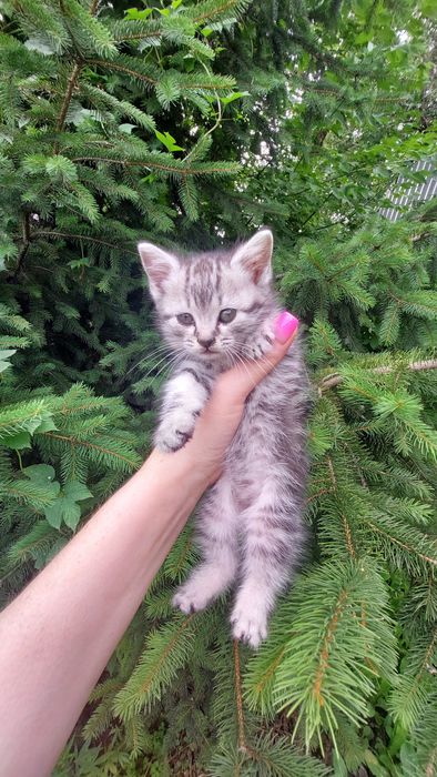 Отдам бесплатно котёнко