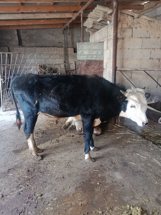 Еркек тана сатылады