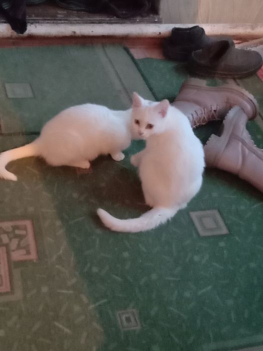 Котята в хорошие руки