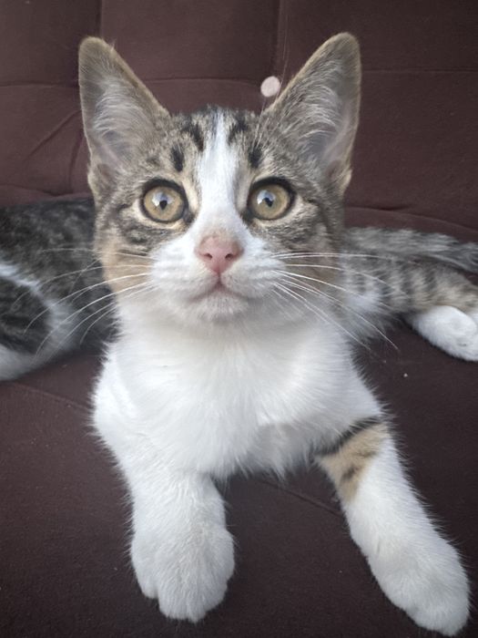 Отдам хороший руки котята 2 девушка 2 мальчик