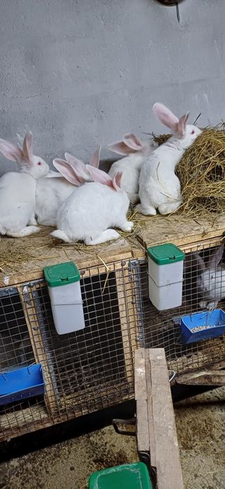Продам кроликов крупной породы