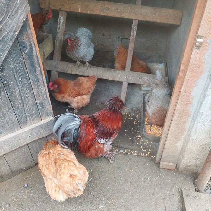 Ouă pentru incubat.