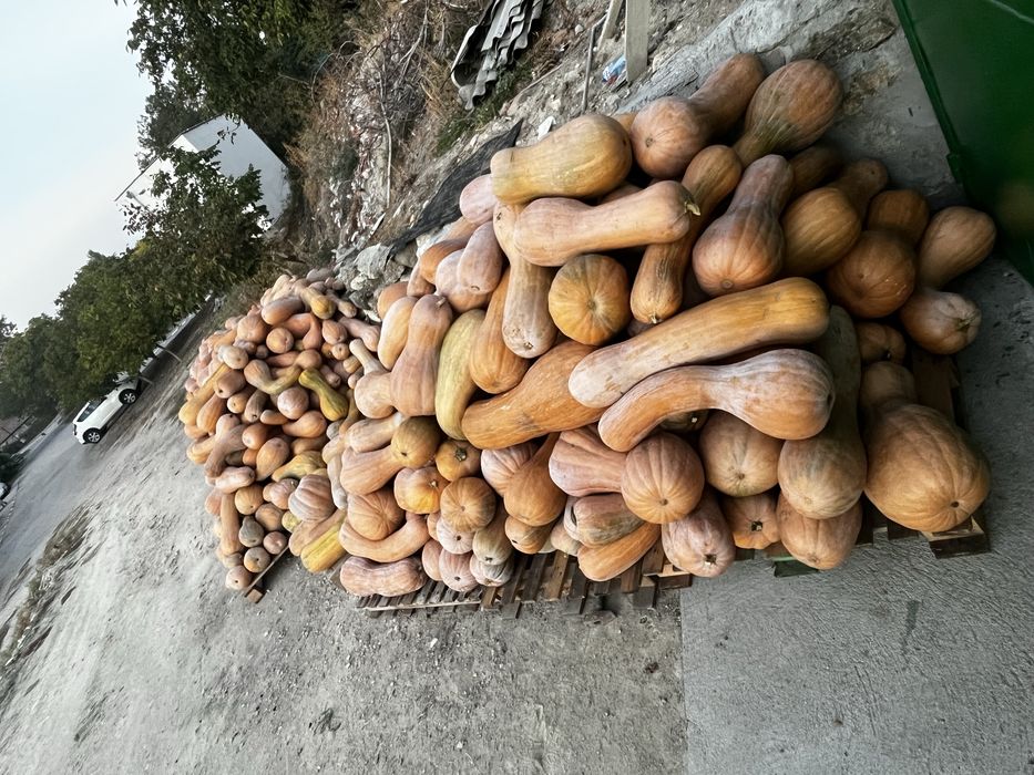 ПРОДАВА,Тикви-Цигулки