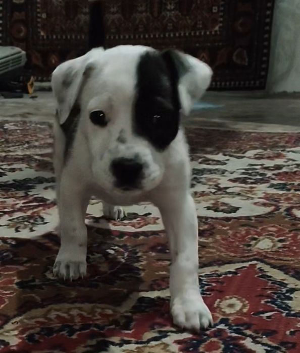 Пропала собака стафорд