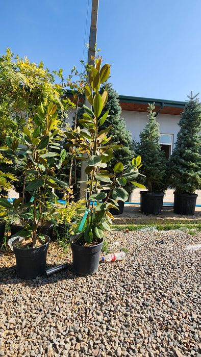 Магнолия. Грандифлора . Литл Джим. Буйи 1.20 - 1.40 см.