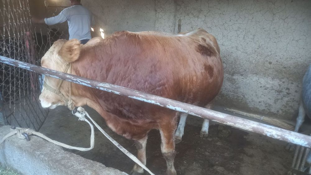 Бука сотилади гибрид лимузин