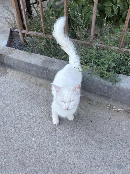 Отдам в добрые , ответственные руки