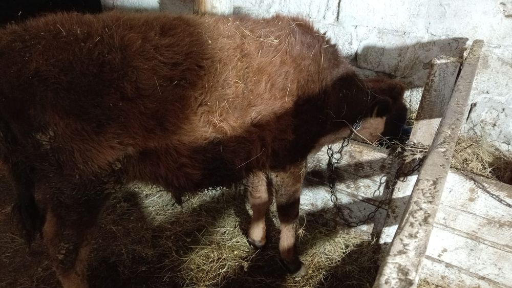 Продам бычков, подсос