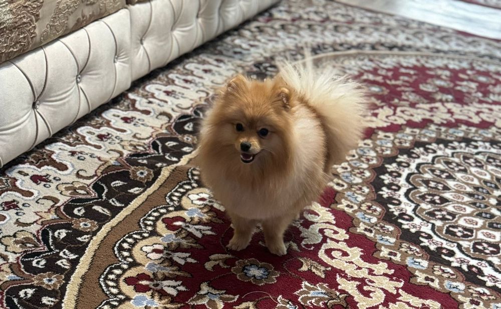 Срочно продаю собачку