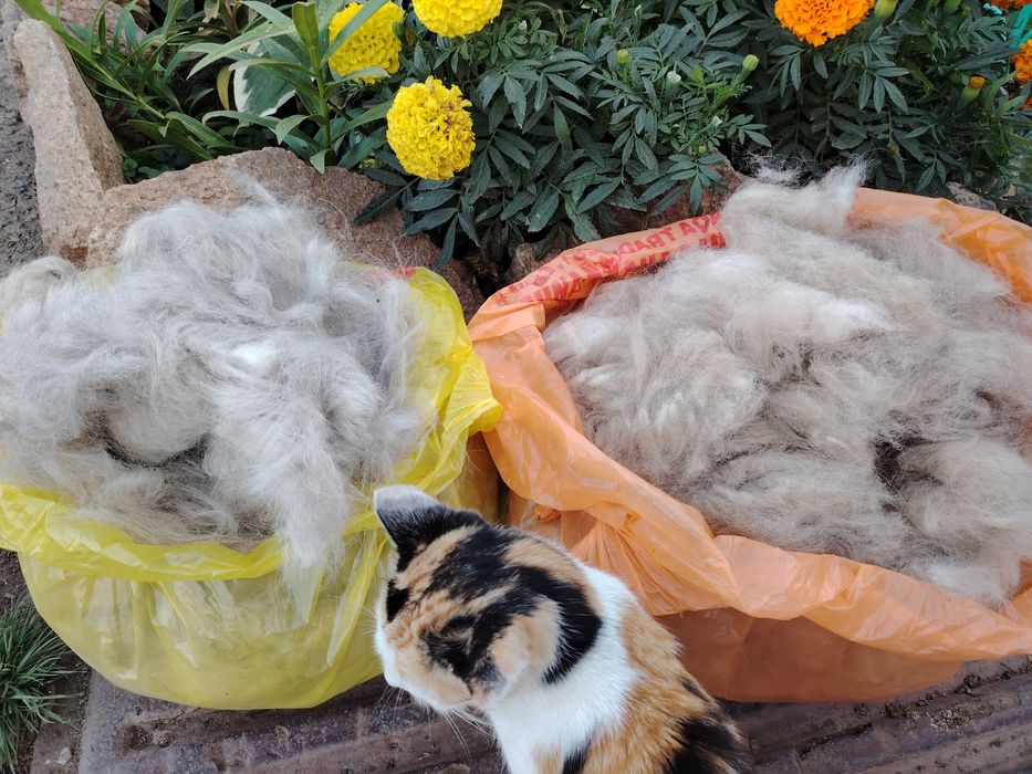 Продам собачью шерсть