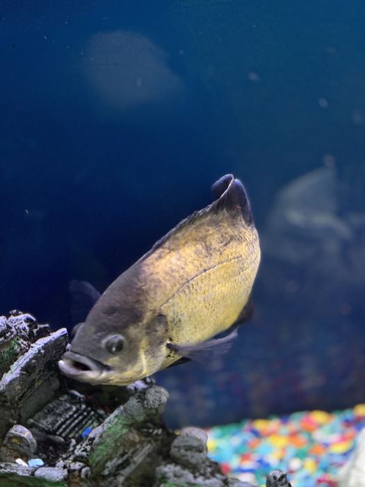 Астранотусы 20-25 см . Пара