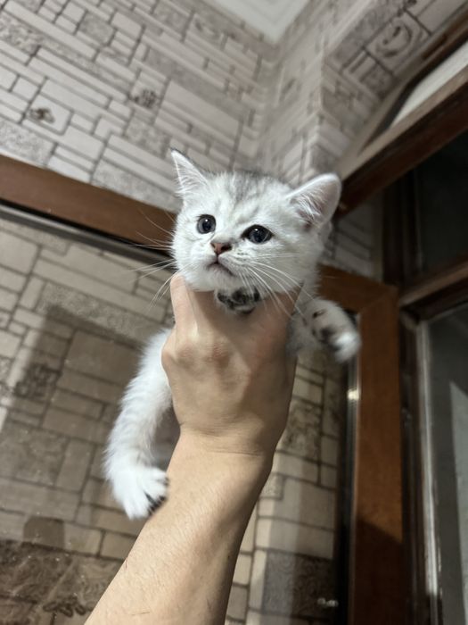 Серебристый шиншила