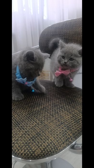 Чистокровные британцы