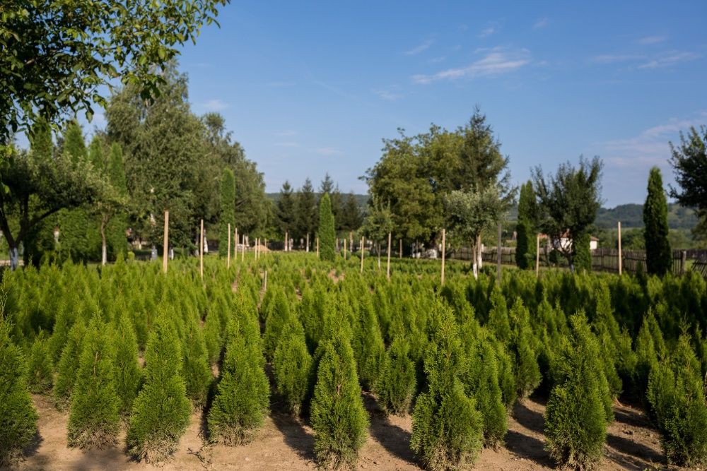 Vand TUIA ACLIMATIZATI ! Pret de producator!