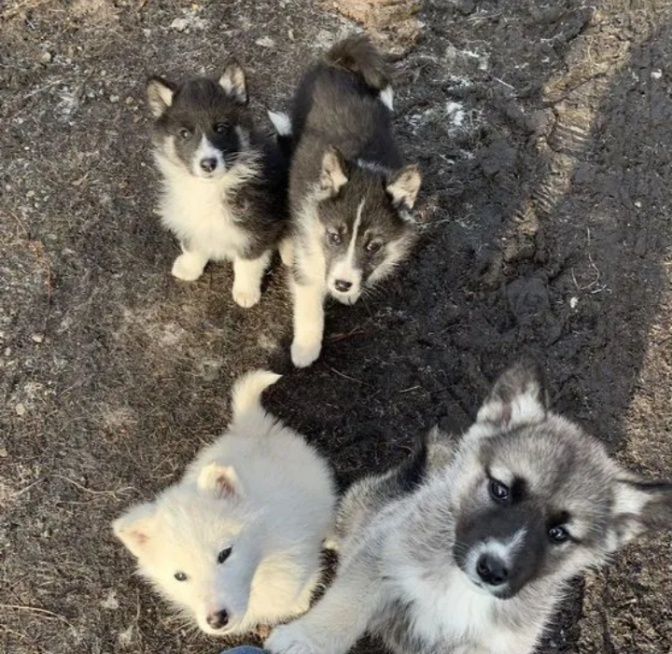 Щенки хаски прадетсяся