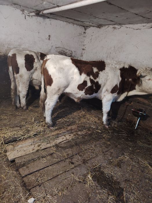 Junci batata romanesca