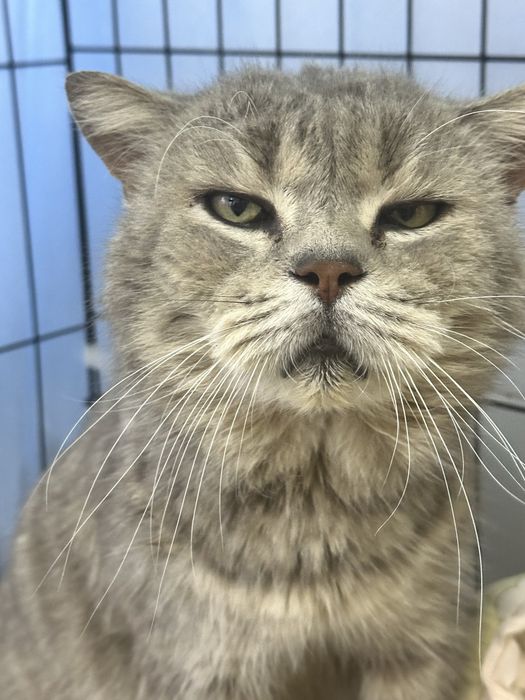 Кот Моисей ищет дом