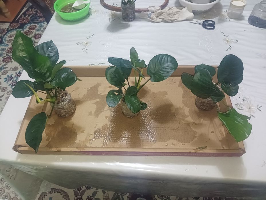 Анубис гигантский