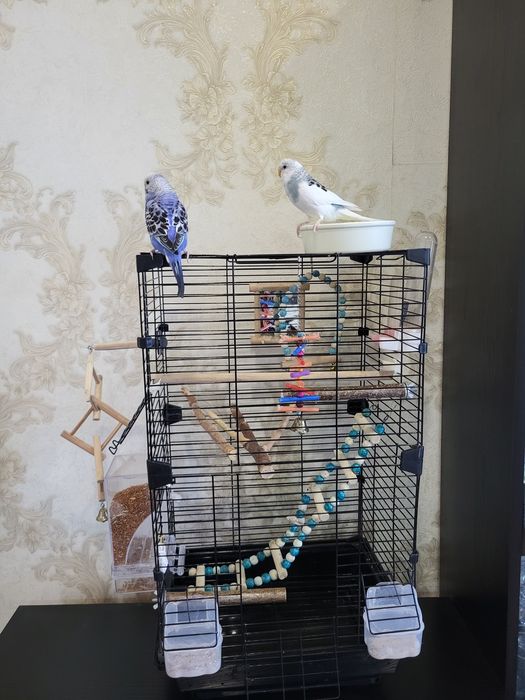 Продам попугаев с клеткой