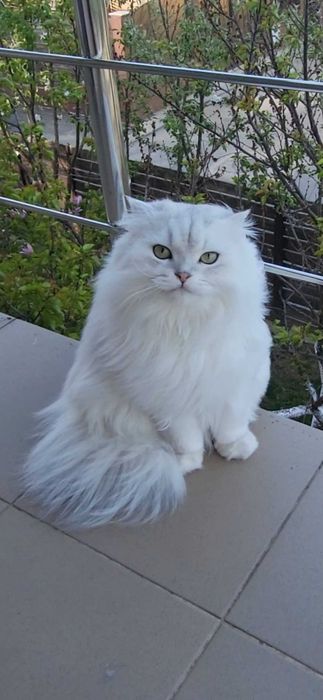 Baiat SUPERB  Scottish fold cu pedigree wcf