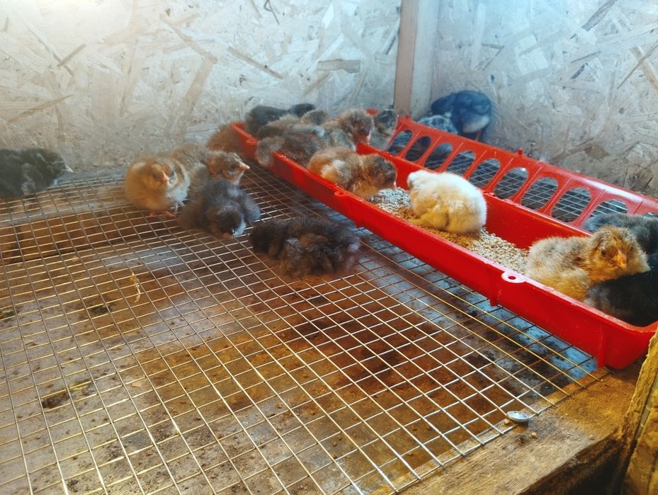Цыплята суточные