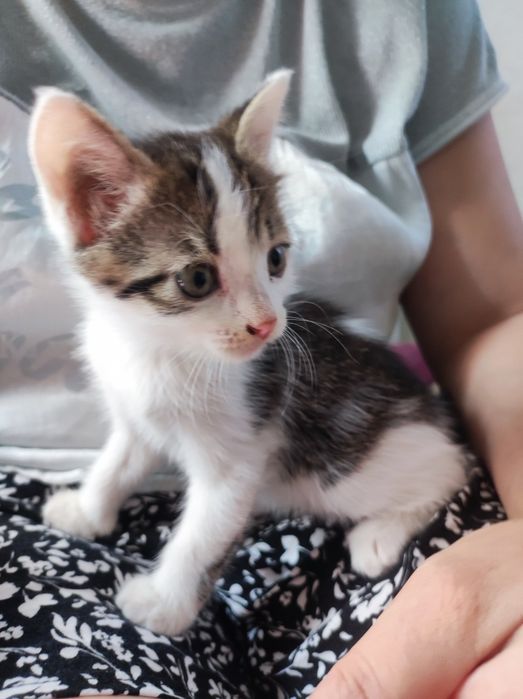 Котята девочки 5 мальчики2